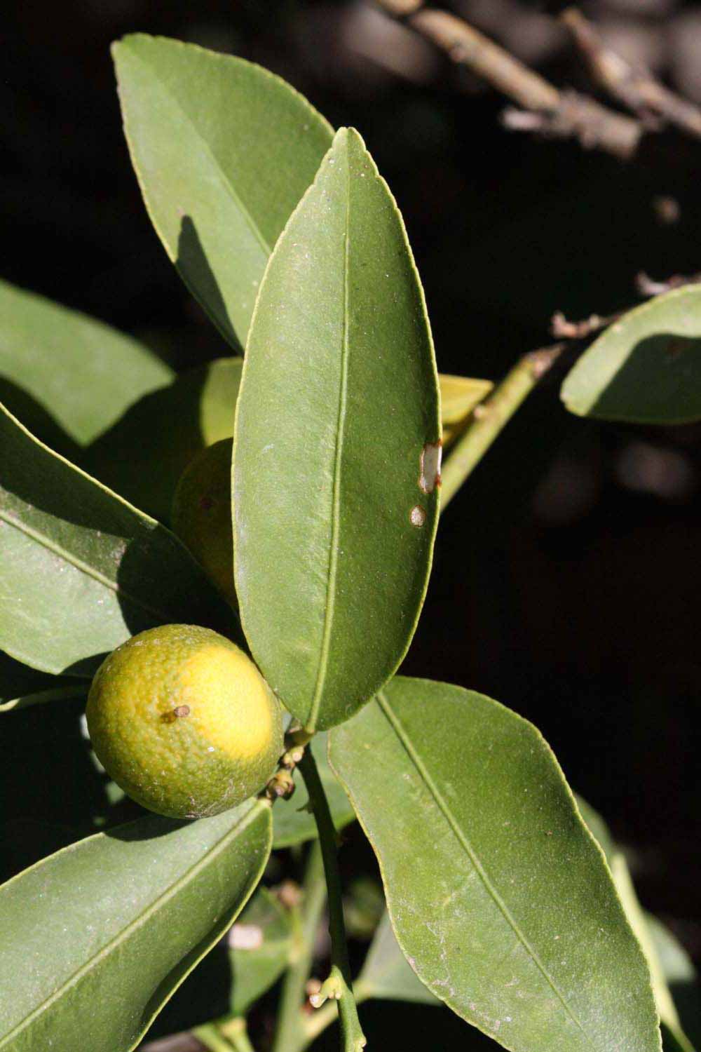              Unifoliolate leaf (Riverside, CA)       